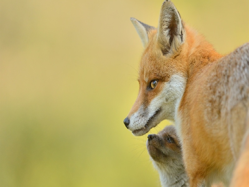 试管能浓缩吗记录试管中的温度试管前期准备几天